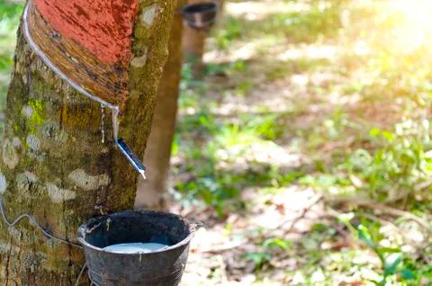 Tapping latex rubber tree, Rubber Latex extracted from rubber tree. - Image Foto stock