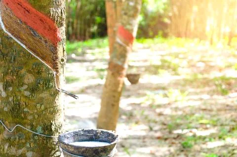 Tapping latex rubber tree, Rubber Latex extracted from rubber tree. - Image Stock Photos