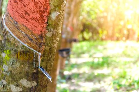 Tapping latex rubber tree, Rubber Latex extracted from rubber tree. - Image Foto stock