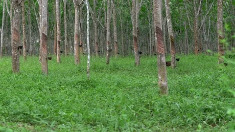 Tapping latex from a rubber tree in a small elastic farm forest Stock Footage 80299766