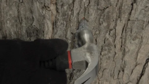 Tapping A Maple Tree And placing collecting bag to make Maple Syrup with Sap Stock Footage 124828012