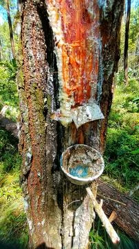 Tapping pine tree sap Foto stock