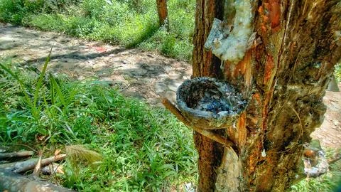 Tapping pine trees Stock Photos