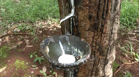 Tapping rubber, Cambodia Stockbeeldmateriaal 64803204
