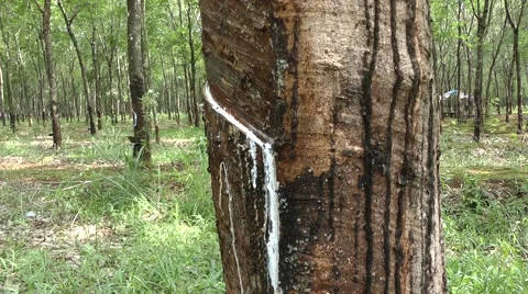 Tapping rubber, Cambodia Video stock 64803205