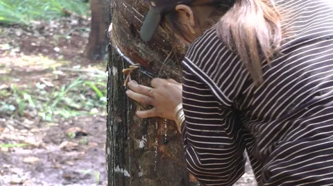 Tapping rubber, Cambodia Video stock 64803208