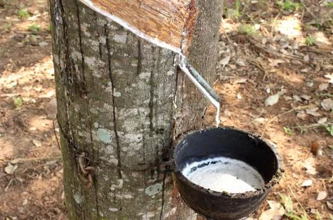 Tapping  rubber Stock Photos