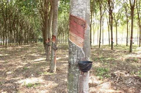 Tapping  rubber Stock Photos