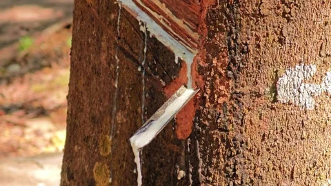 Tapping rubber in the rubber plantation. Stock Footage 305976813