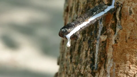 Tapping rubber sap from a rubber tree Vídeos de archivo 87499962