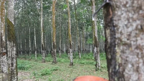 Tapping rubber tree Video stock 280458500