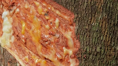 Tapping rubber trees for latex. Stock Footage 305927004