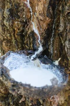 Tapping rubber trees Stock Photos