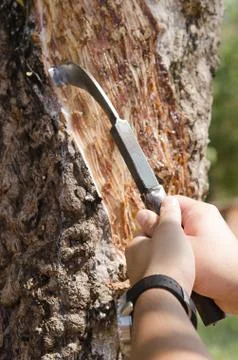 Tapping rubber trees Stock Photos