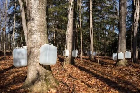 Tapping Sugar Maple Trees for Sap Stock Photos