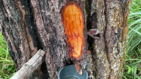 Tapping Tree Sap into Bucket in Forest Stock Footage 287071290