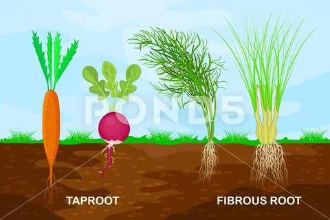 Taproot Fibrous Roots Flat Style Illustration Stock Vector (Royalty Free)  1735910141 | Shutterstock