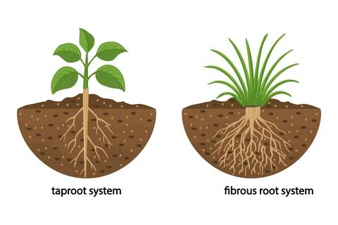 Taproot and fibrous root system plant example comparison Stock Illustration