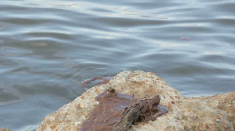 Tar ball on a rock Stock Footage 22517222