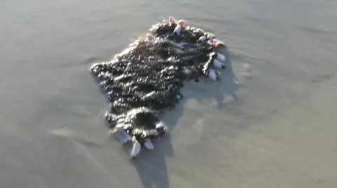 Tar on Beach Stock Footage 771070