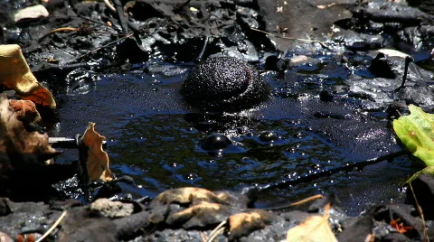 Tar Bubble At La Brea Tar Pits Los Angeles In Sunlight Видео 721236