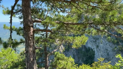 Tara Mountain valley revealed through pine branches in Serbia 库存影片 341855804