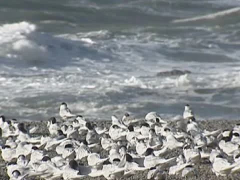 Tara terns or white-fronted terns on pebbled coast Stock Footage 21239358