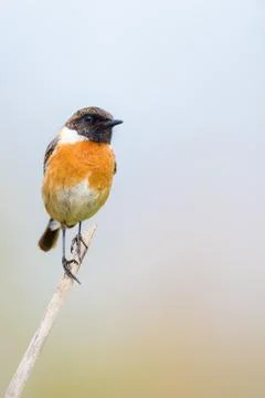 Tarabilla comun Foto stock