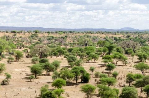 Tarangire landscape 스톡 사진
