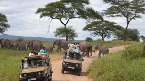 Tarangire National Park Tanzania Africa safari close encounter with elephants Stock Footage