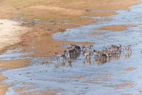Tarangire River a water source for much life in the National Park in dry se.. 写真素材