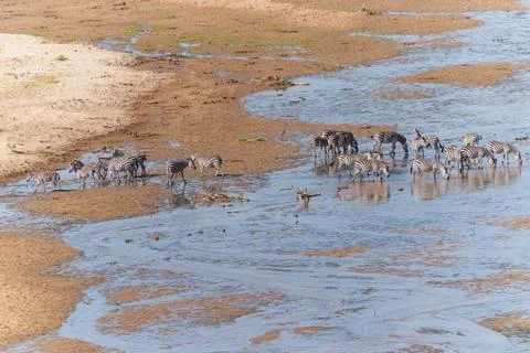 Tarangire River a water source for much life in the National Park in dry se.. 写真素材