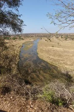 Tarangire River a water source for much life in the National Park dry season 写真素材