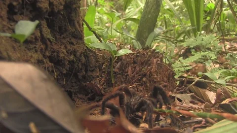 Tarantula 01 Stock Footage 83097986
