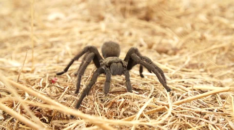 Tarantula in 240fps Stock Footage 30473547