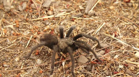 Tarantula in 240fps Stock Footage 31504521