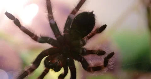 Tarantula in Action Close-Up Stock Footage 293079177