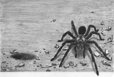 Tarantula and tarantula burrow Stock Illustration