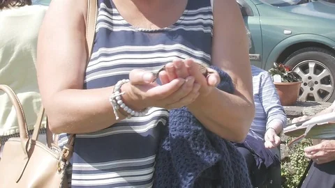 Tarantula Being Held 1 Stock Footage 79631637