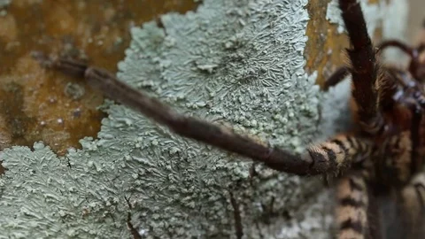 Tarantula-like big spider resting on a tree, Veracruz, Mexico Video stock 97928932