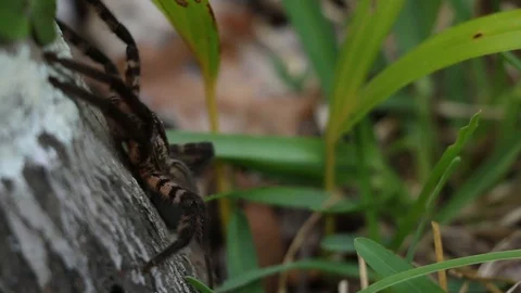 Tarantula-like big spider resting on a tree, Veracruz, Mexico 스톡 동영상 98116943