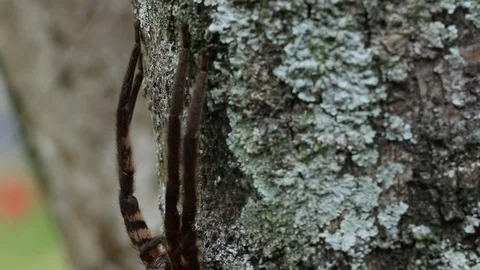 Tarantula-like big spider resting on a tree, Veracruz, Mexico Stock Footage 98116991