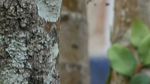 Tarantula-like big spider resting on a tree, Veracruz, Mexico Stock Footage 98117050