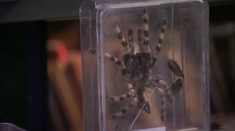 Tarantula in a Box HD Video Stock Footage 22149997