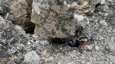 Tarantula brown black crawls on the ground Mexico. Stock Footage 243987897
