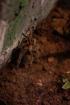 Tarantula on captivity Stock Photos