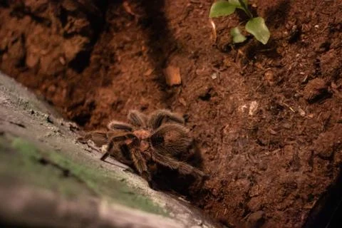 Tarantula on captivity Stock Photos