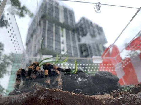 Tarantula on the city Stockfoto's