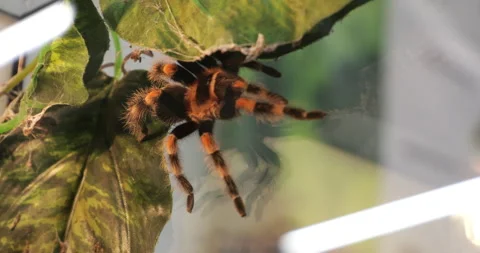 Tarantula Climbing Inside Terrarium Stock Footage 293072772