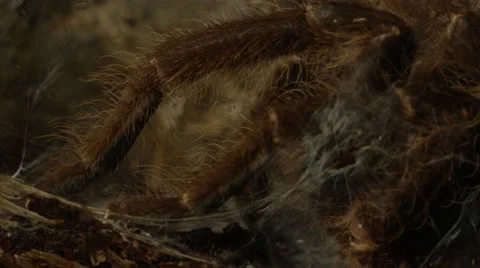 Tarantula close up in burrow Stock Footage 69045567
